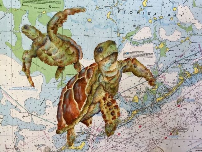 sea turtle map
